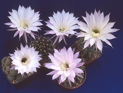 Group of Echinopsis