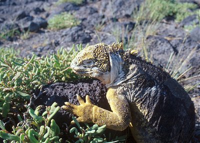 Land Iguana with Sesuvium sp.