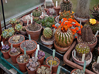 Cacti and other succulents - including Lithops