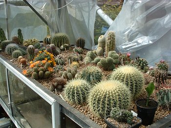 An experiment growing cacti hydroponically