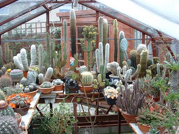 A general view of a mature collection