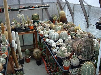 Well established collections contain some impressive plants