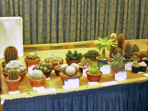 Plants in the table show